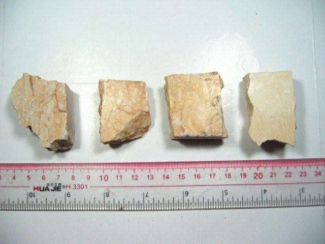 广东广州【浩宇石头行】蜓科蜓类化石标本 天然古生物化石标本详情