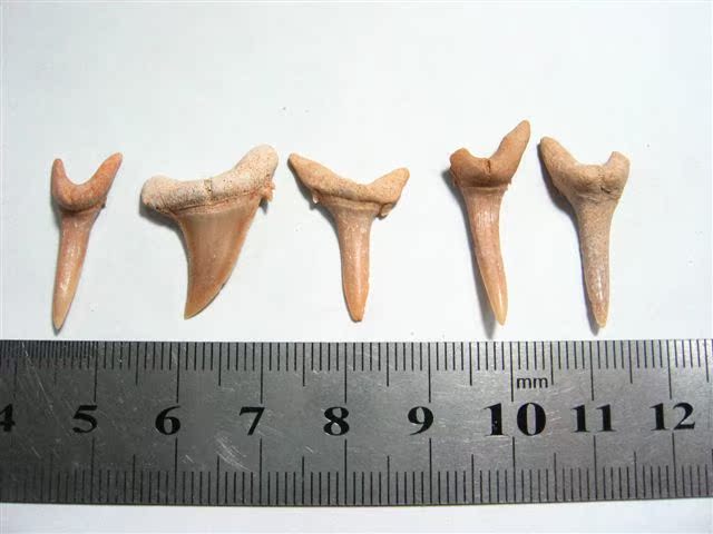 马达加斯加鲨鱼牙齿化石 动物牙齿化石标本 学习和收藏 单个计价