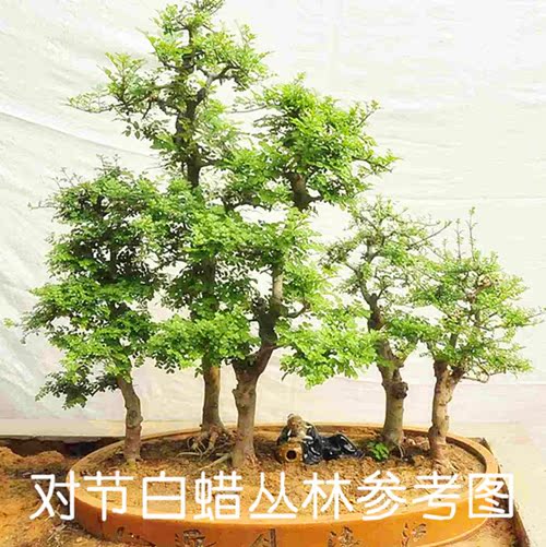 京山对节白蜡小桩小叶对接白蜡盆栽对节小桩丛林造景小品