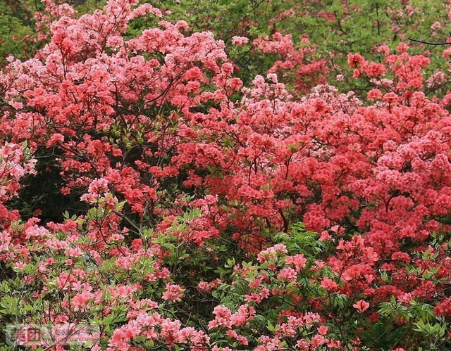 武汉周边春游 九真山大好河山景区门票 摘草莓农家乐酒店别墅套票 武汉周边春游 九真山大好河山景区门票 摘草莓农家乐酒店别墅套票