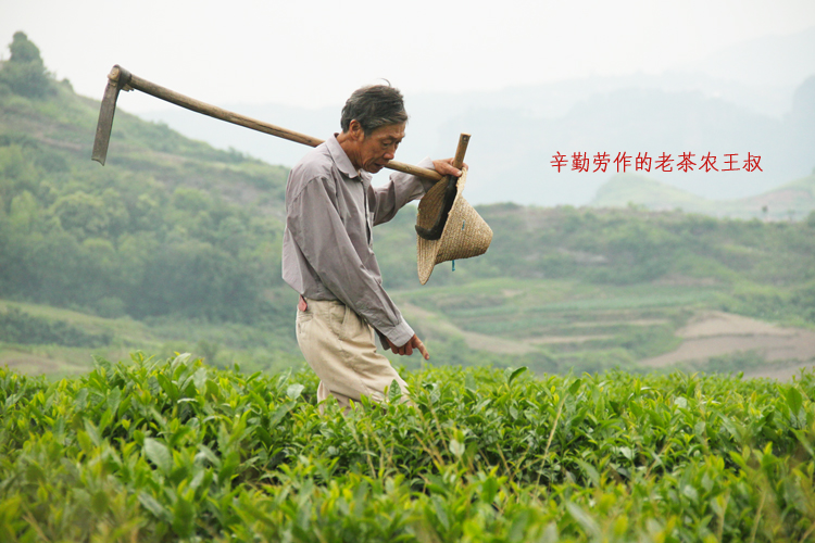 2013新茶 绿茶 茶叶 大佛龙井茶批发 西湖龙井老茶农直.