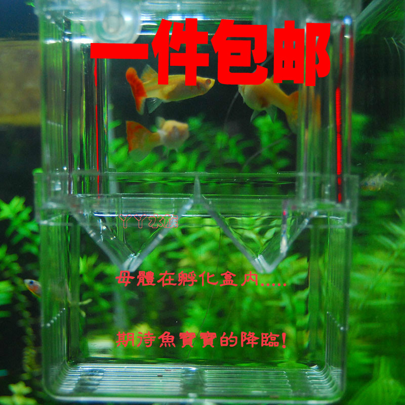 鱼苗繁殖亚克力双层孔雀鱼孵化器孵化盒孵化箱