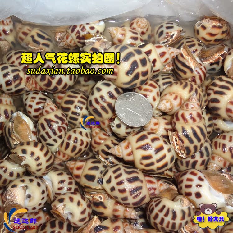 北海鲜活花螺 香螺 东风螺 海猪螺 肉质鲜美酥脆爽口
