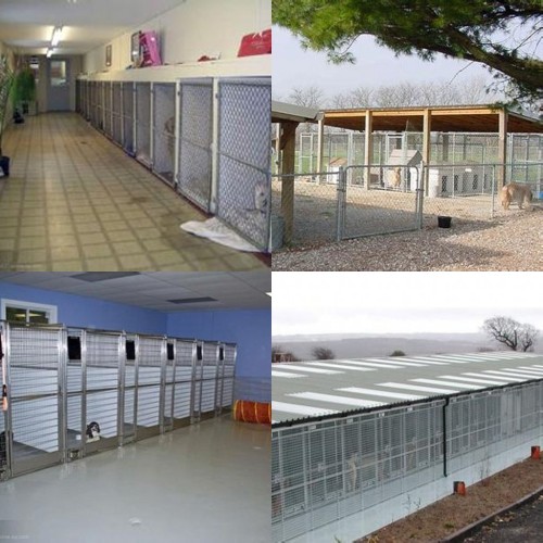 极品袖珍犬 苹果头金鱼眼纯种超小吉娃娃 成犬3斤