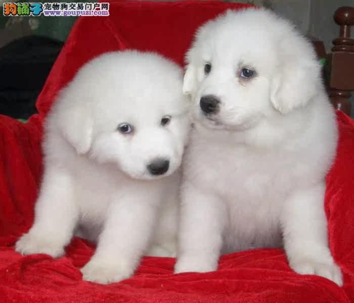 深圳哪里有卖纯种大白熊 深圳大白熊价格图片