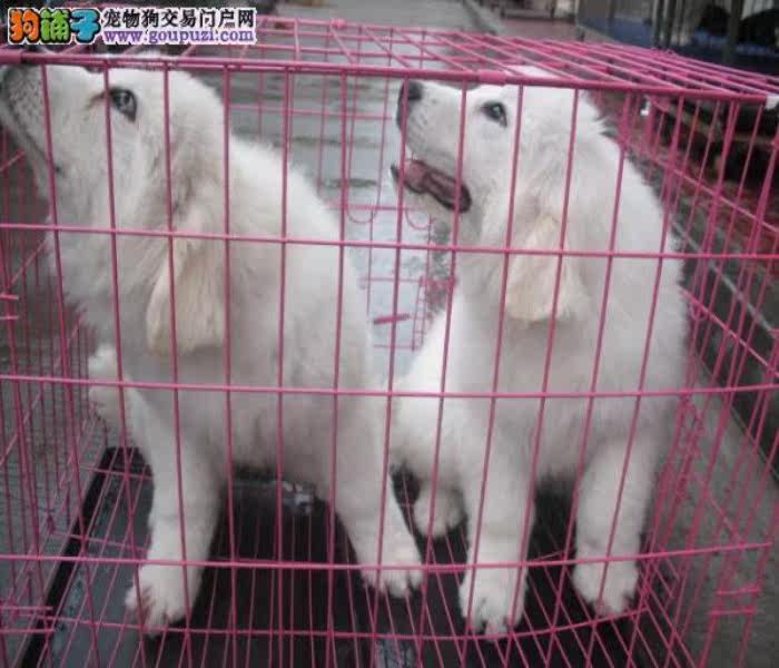 深圳哪里有卖纯种大白熊 深圳大白熊价格图片