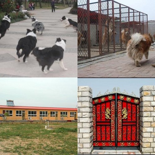 极品袖珍犬 苹果头金鱼眼纯种超小吉娃娃 成犬3斤