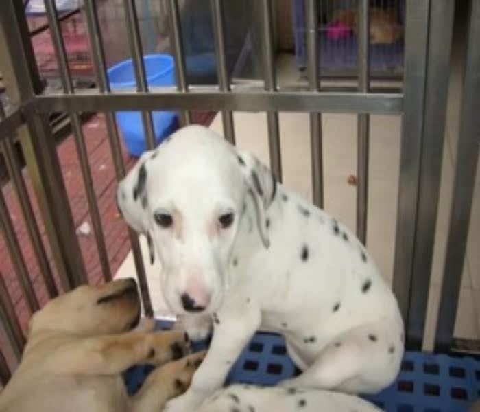 广州哪里有卖斑点狗 大麦町犬