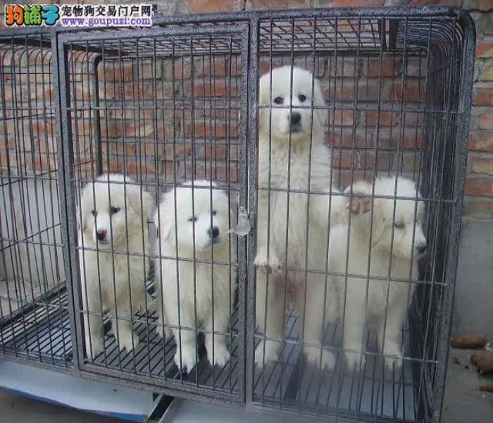 深圳哪里有卖纯种大白熊 深圳大白熊价格图片