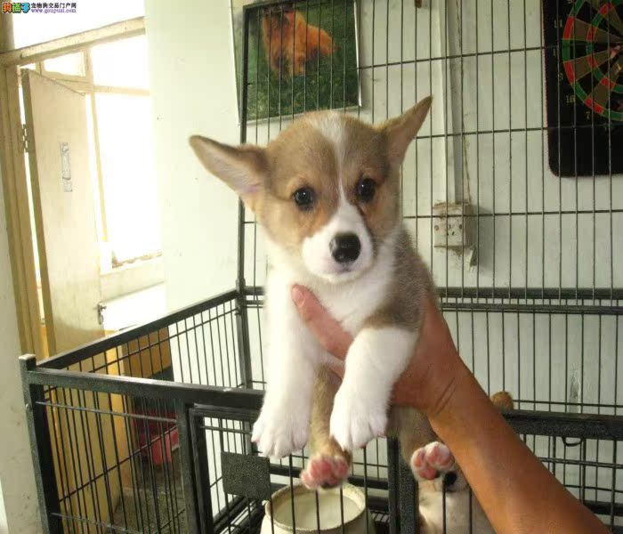 在珠海哪里有柯基犬卖啊 大概要多少钱呢