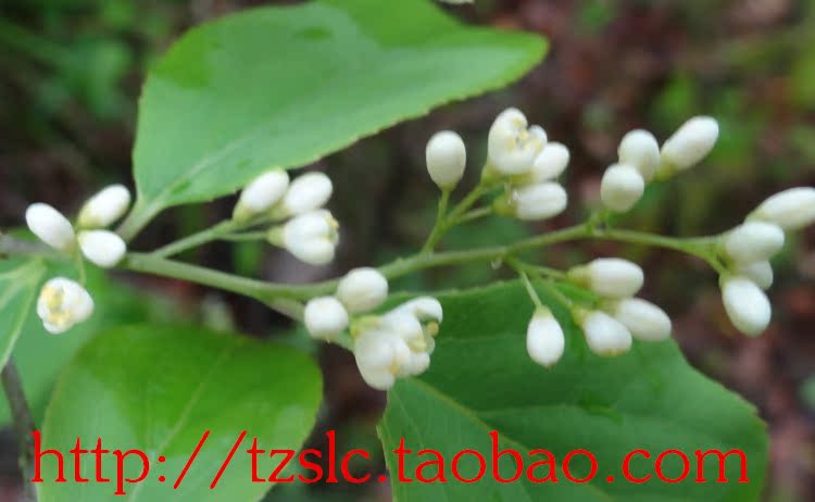 ★三观盆栽绿植——白檀