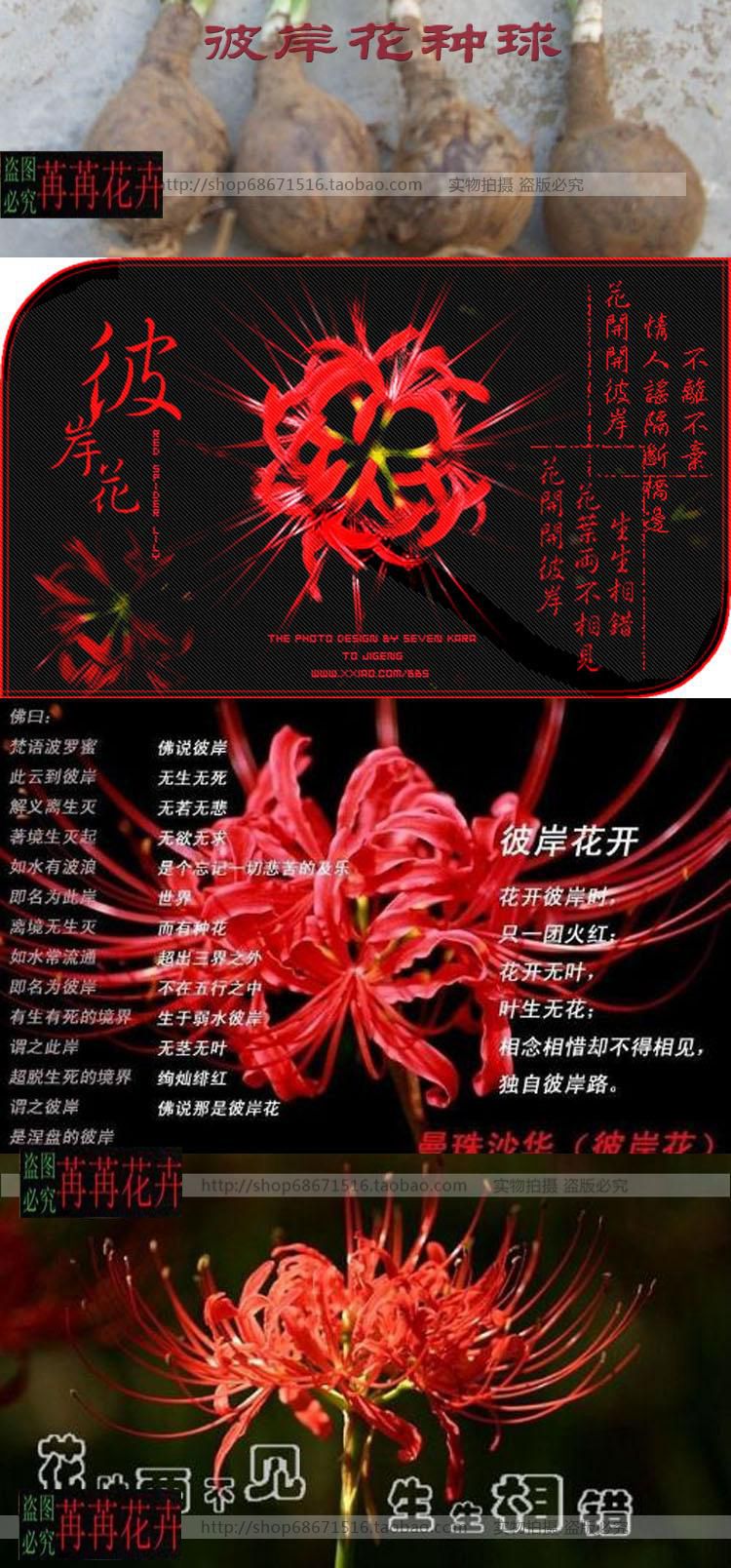 【花卉名称】 白色的彼岸花又称曼陀罗华(mandarava),红色的彼岸花又