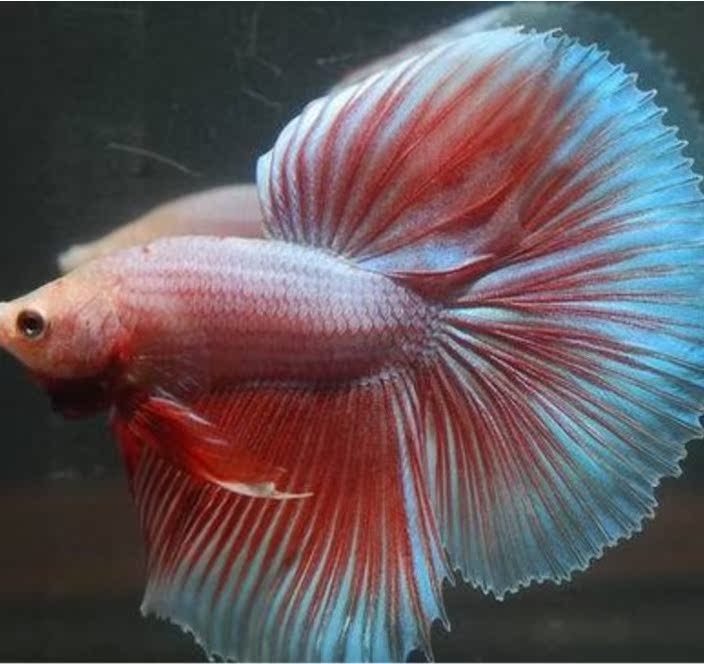 天猫 淘宝商城观赏鱼热带鱼泰国斗鱼将军半月