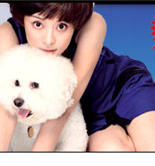 吉娃娃/可爱/纯种吉娃娃犬 赛级吉娃娃/终身保障/北京可上门！