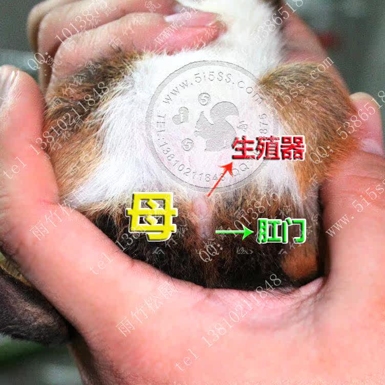 松鼠公母辨认方法