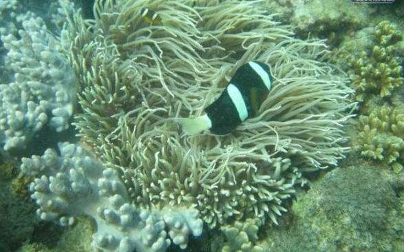 亚龙湾水肺潜水---太阳湾潜水之最好潜点