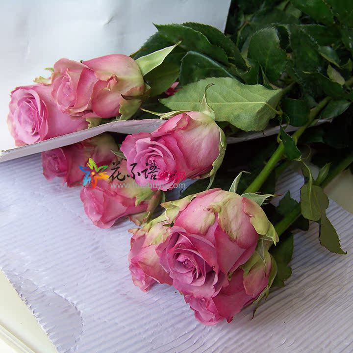 【昆明鲜花快递 家用鲜花20支紫色玫瑰 冷美人