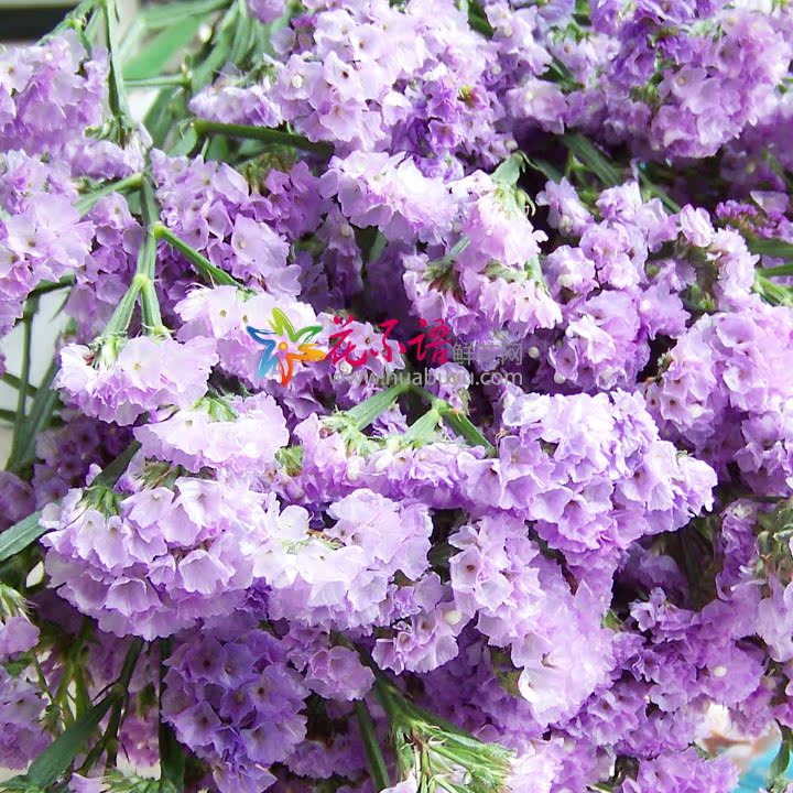 【云南鲜花家用鲜花勿忘我淡紫色 昆明鲜花基