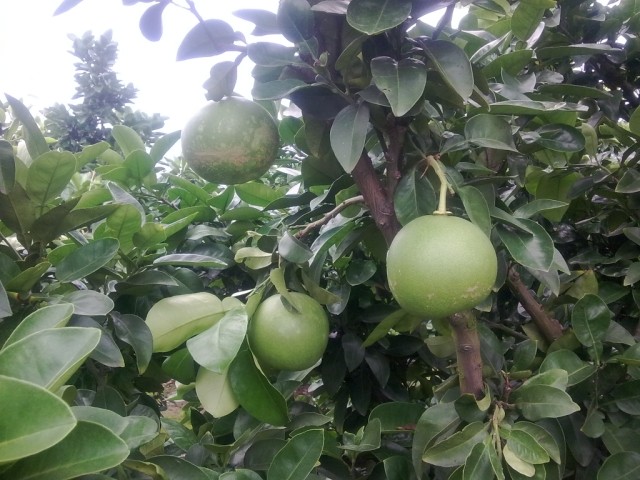 文旦树，文旦苗 <wbr>，玉环文旦苗