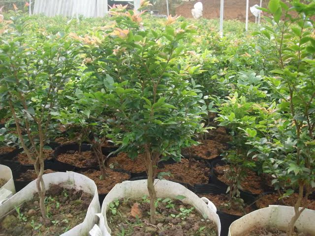 【全国最大嘉宝果种植基地 树葡萄苗嘉宝果 6