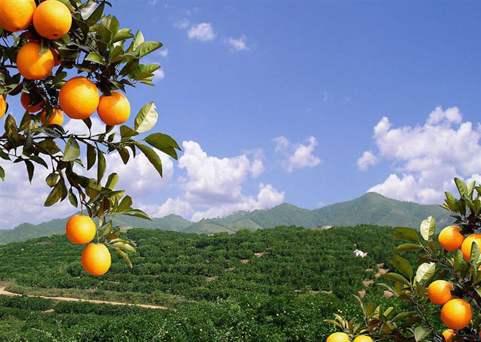 特价 标准果 赣南脐橙江西特产 新鲜水果橙子产