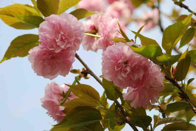 灌木-樱花树 品种多 日本樱花 2年苗批发樱花苗 工程苗木盆栽樱花-灌木尽在阿