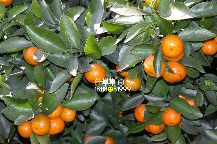 柑桔苗图片 柑桔苗图片