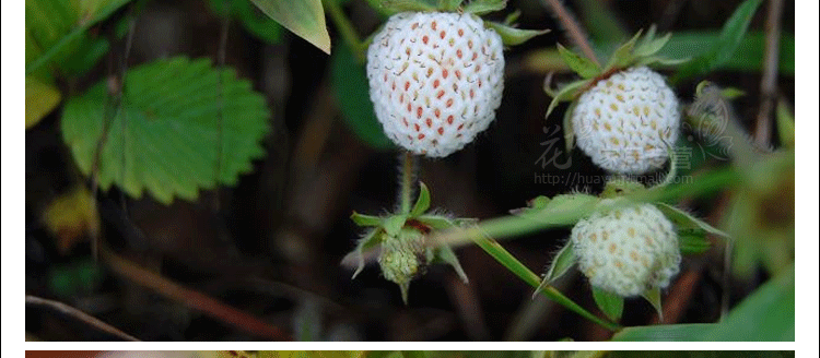 白草莓批发