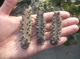 俄罗斯海参 是纯野生的 6排刺吗?哪里能买到?