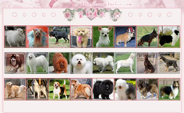 顽皮家族 出售纯种比熊幼犬 纯白色法国比熊犬