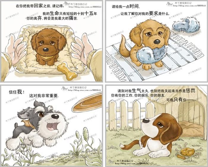 顽皮家族 出售纯种比熊幼犬 纯白色法国比熊犬