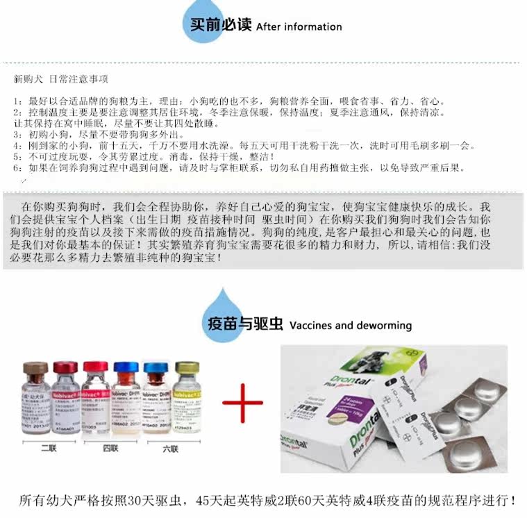 雪白天使萨摩宝宝正在出售  赛季血统  购买签订协议