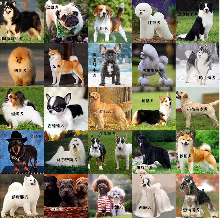 纯种大白熊名犬 首选东豪名犬基地！！！