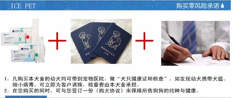 雪白天使萨摩宝宝正在出售  赛季血统  购买签订协议