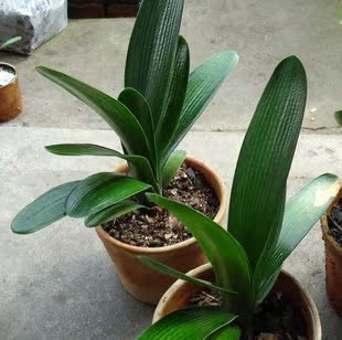 君子兰种植技巧 - 瀑布飞云 - 瀑布飞云的博客 君子兰种植技术的技巧 - 知足常乐 - 苏醒的冰