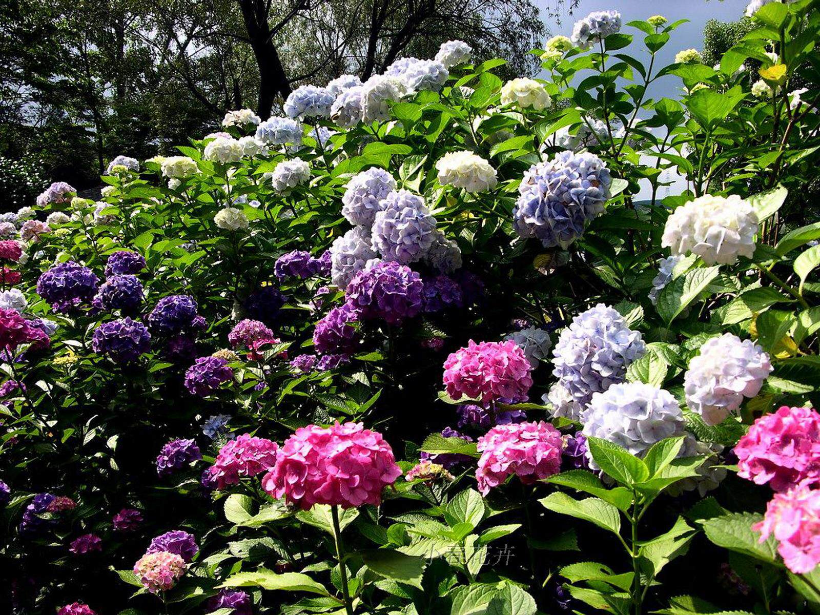 运花 八仙绣球花 绿色植物 变色花 <em>可以变换</em>各种