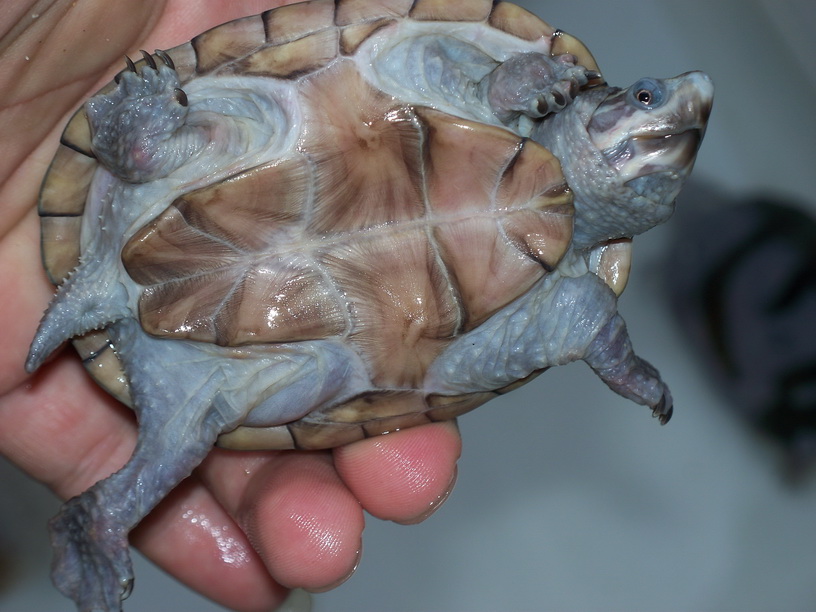 麝香龟 <wbr>168元/只,背长10CM左右