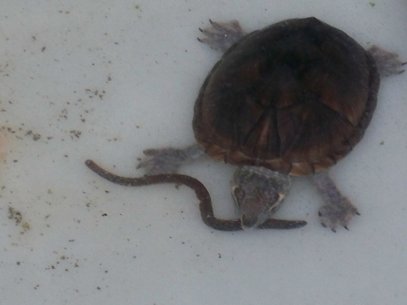 麝香龟 <wbr>168元/只,背长10CM左右 麝香龟 <wbr>168元/只,背长10CM左右