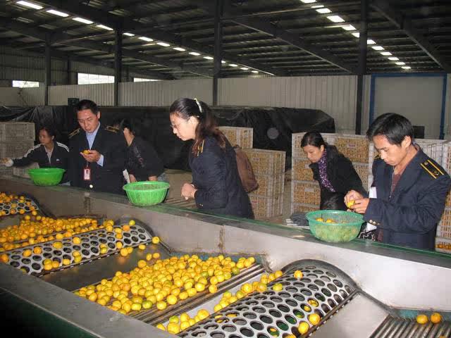 【桔子 南丰蜜桔 精品柑橘 中熟皮薄 原产地直销