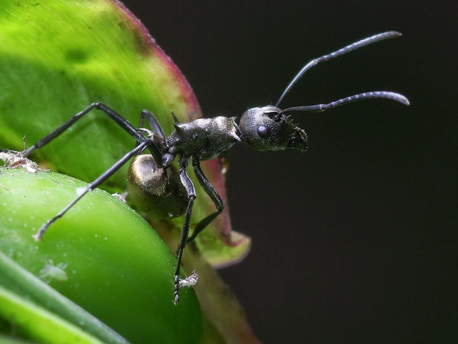 宠物蚂蚁‖拟黑多刺蚁(polyrhachis dives)‖5后 1000多只工蚁 - 森林