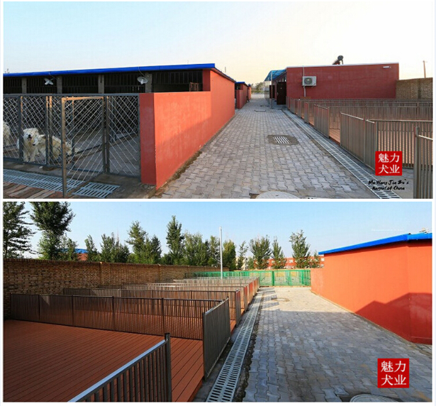 只做杭州最好吉娃娃、杭州魅力犬业