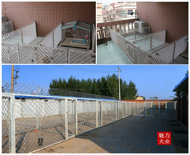 只做杭州最好吉娃娃、杭州魅力犬业