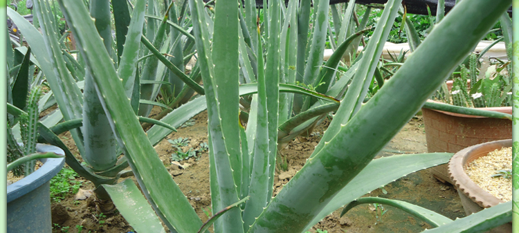 【热卖!芦荟植物 盆栽库拉索芦荟苗\/美容芦荟 食用芦荟小苗包成活】价格,厂家,图片,花卉种子种苗,张永飞-马可波罗网