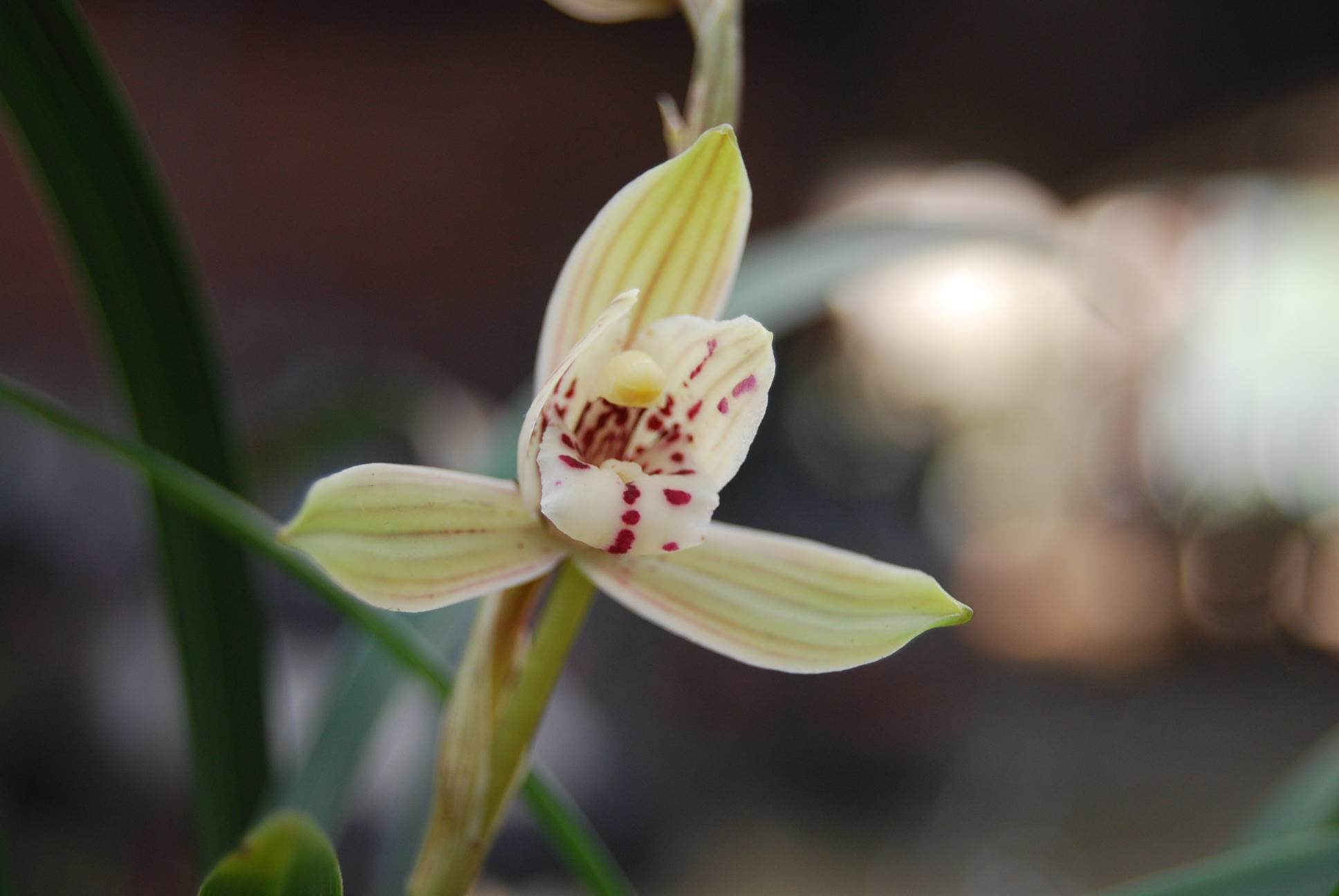 兰花---春剑 - 风轻云淡 - 风轻云淡