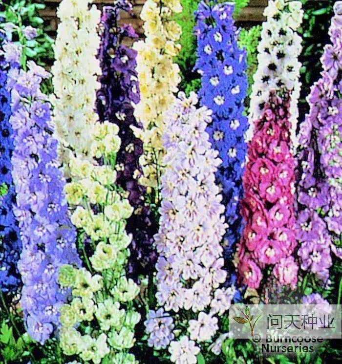 187网络购物H40美国<em>伯爵</em>进口花卉花<em>种子</em> 毛地