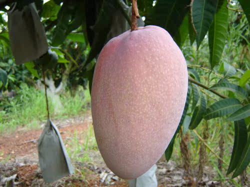 【黄金煌 金煌芒 台芽 果树果苗 台湾芒果 绿化