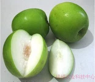 【蜜枣树果苗新品种 台湾大青枣 台湾甜枣 果树