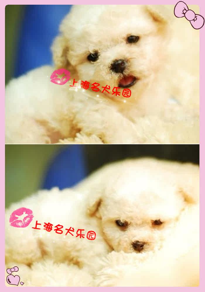 特价！精品小体型无泪比熊热销中  