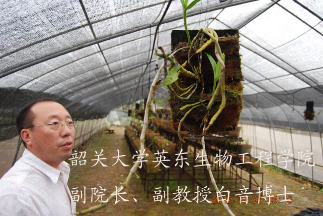 发酵树皮兰花植料蕙兰蝴蝶兰营养土(规格任选