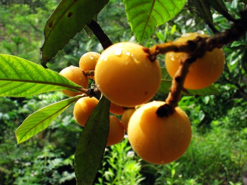 果树-枇杷苗 大五星\/白沙枇杷苗之王 枇杷树苗